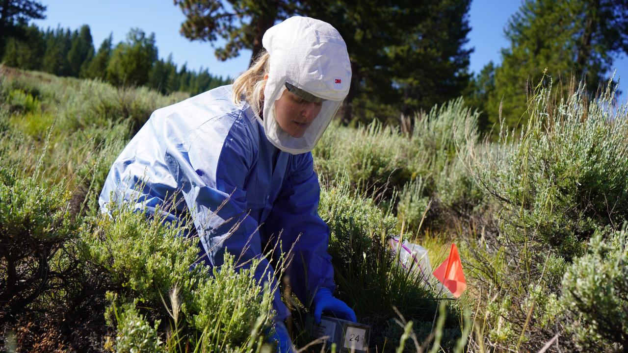 Brooke Genovese in PPE releasing rodents following processing