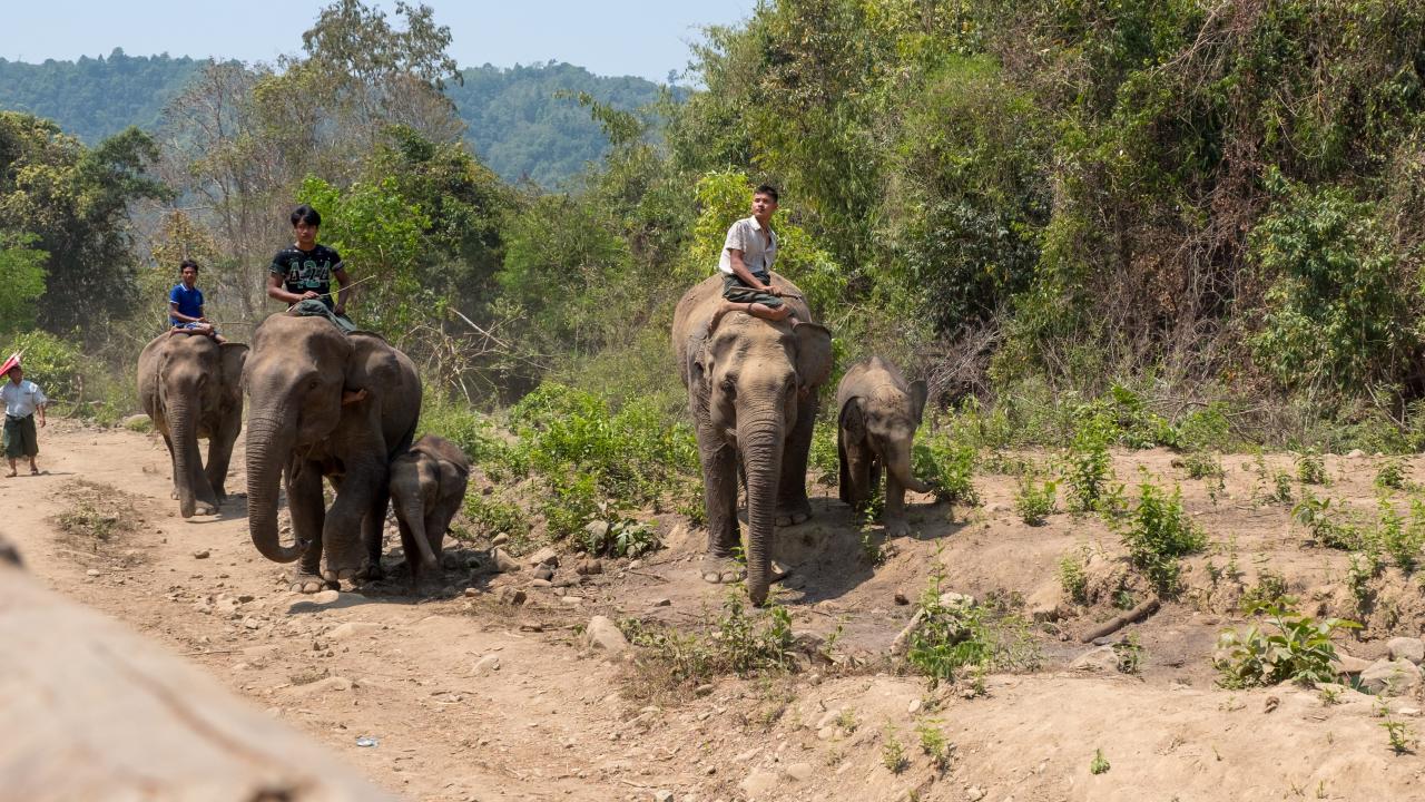 logging elephants in southeast asia