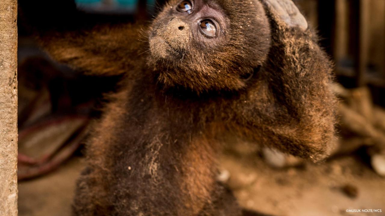 baby woolly monkey - via WCS