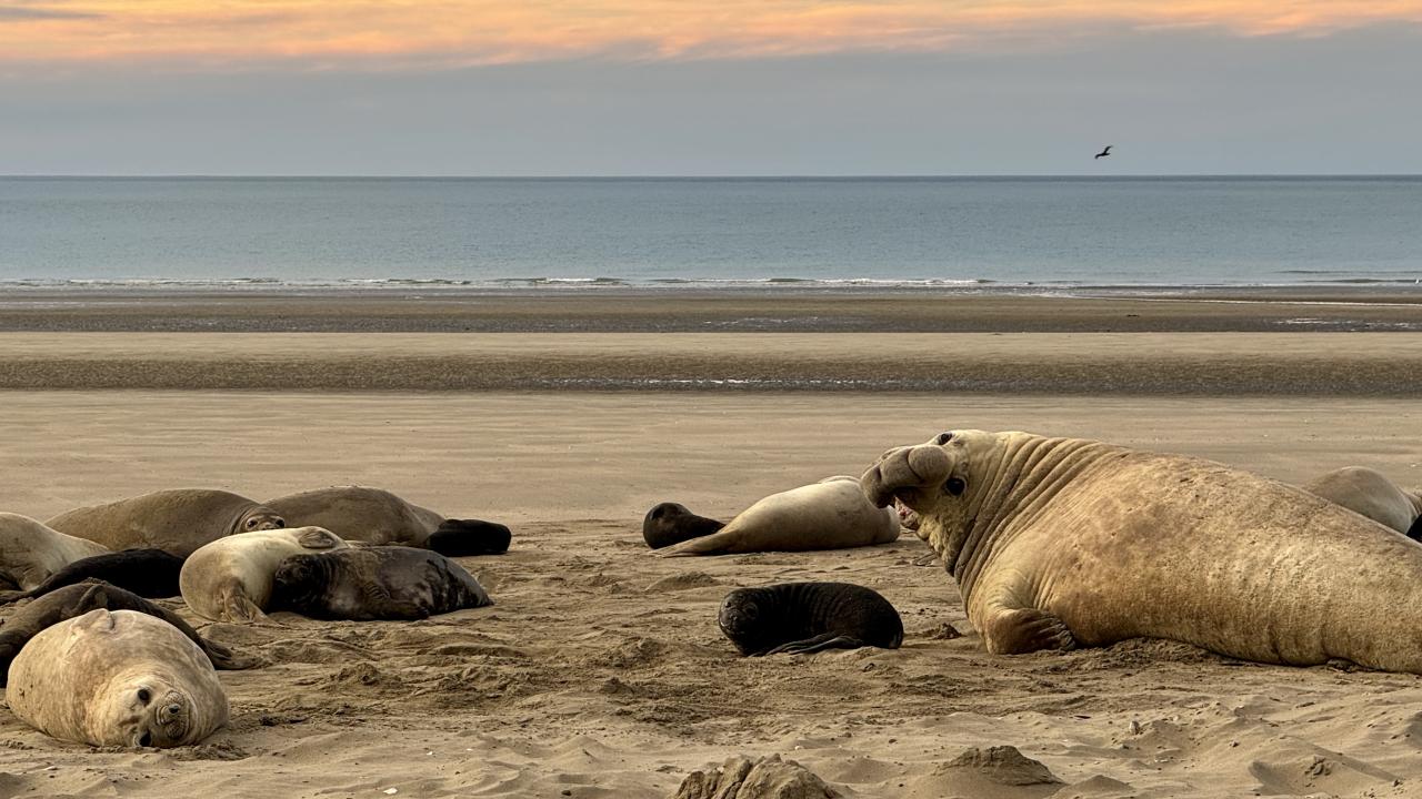 elephant seals at dusk