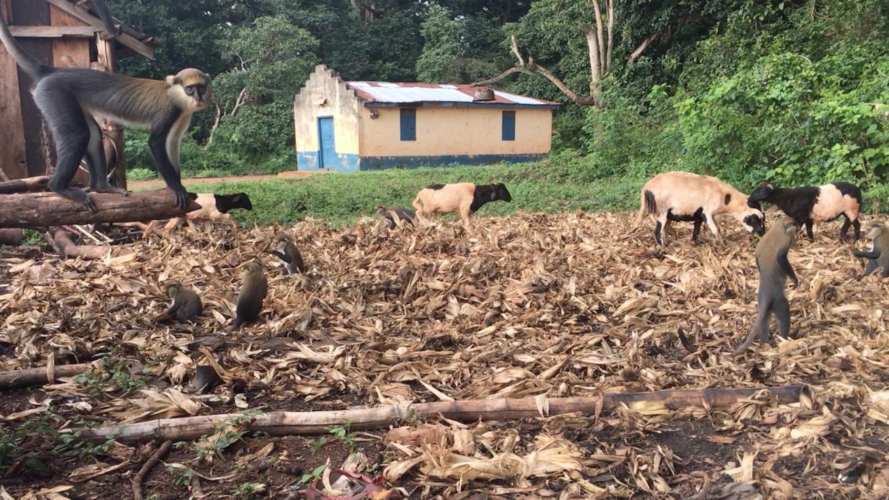 monkey and goats in Ghana