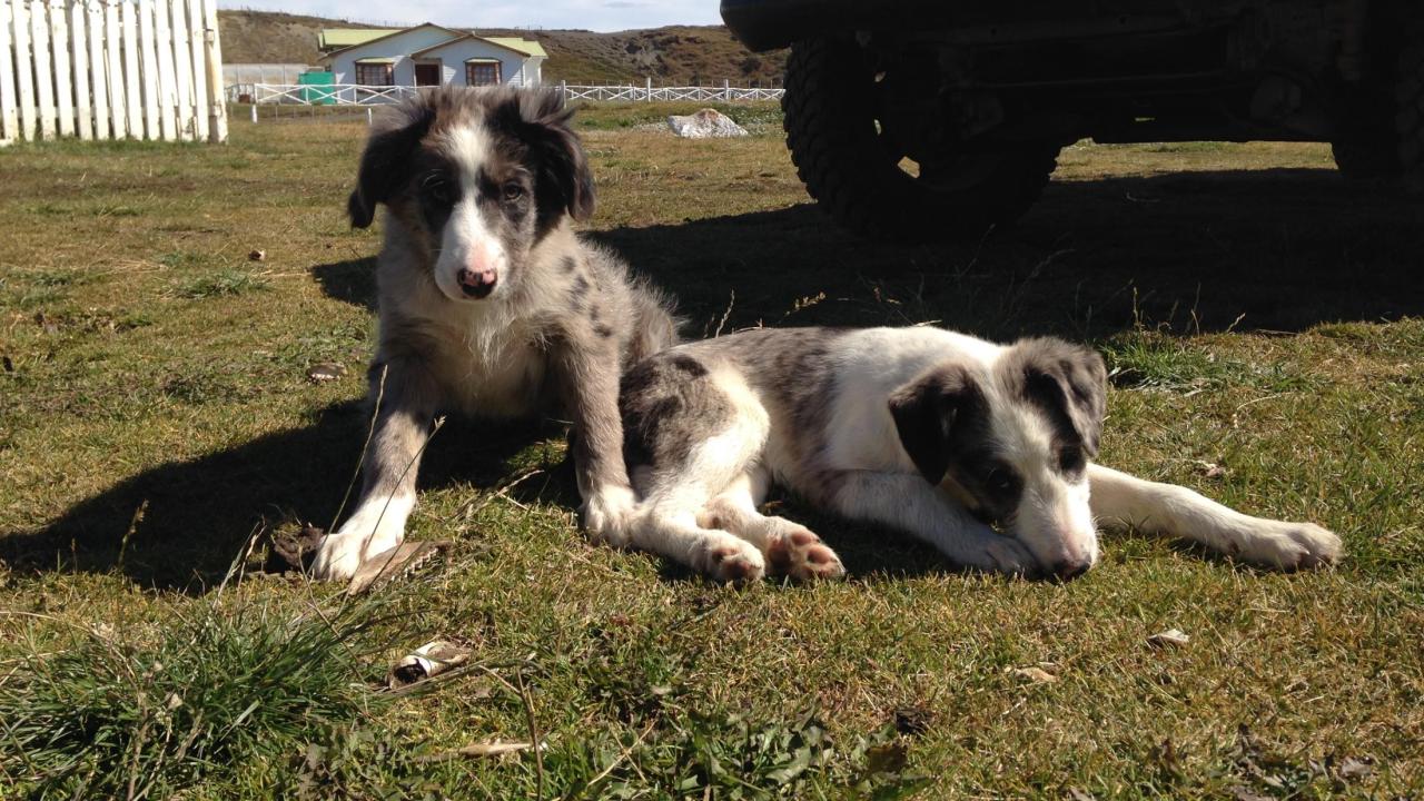 dogs in chile