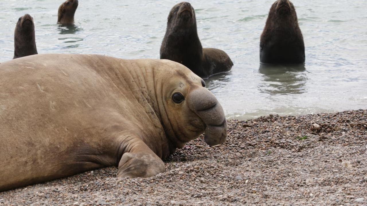 elephant seal in peninsula valdes