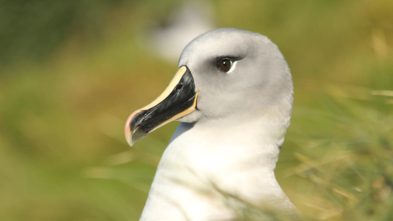 albatross