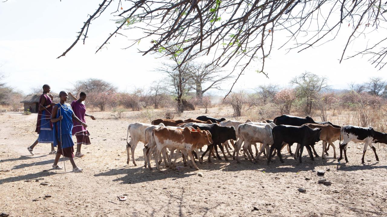farmers and livestock in Tanzania