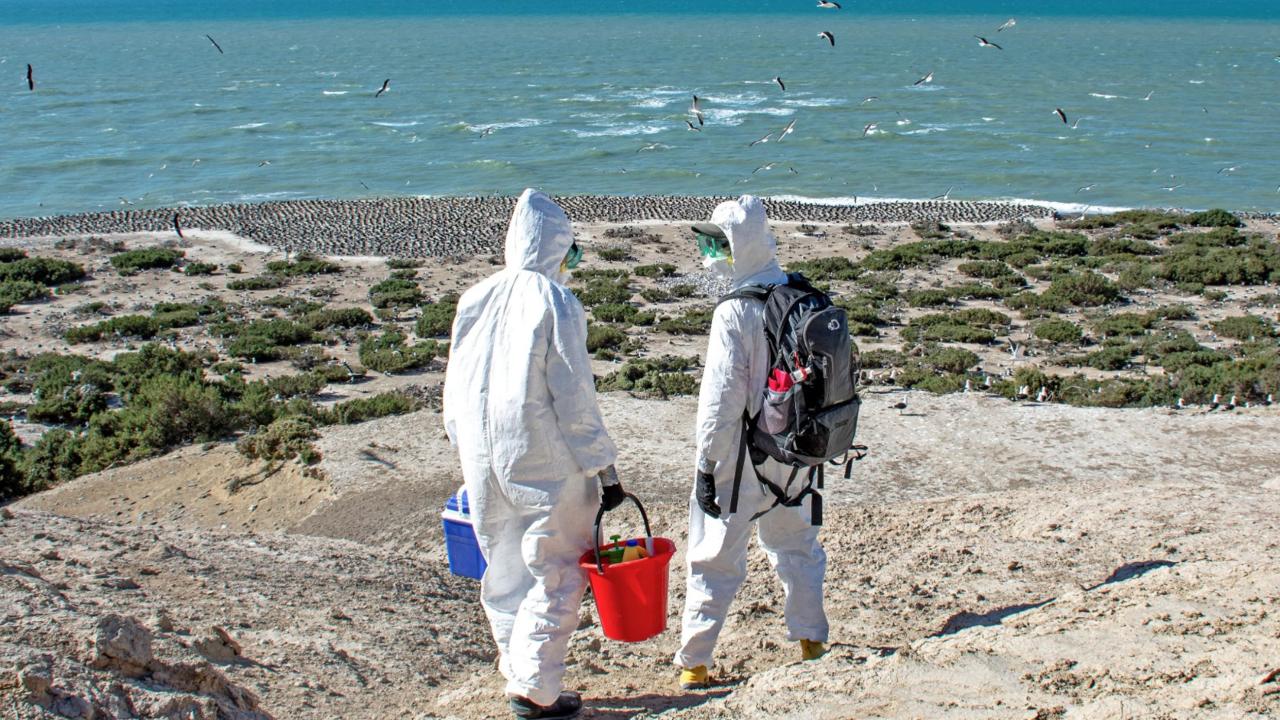 scientists collecting H5N1 samples