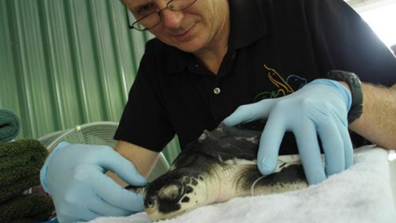 Michael Ziccardi examining a turtle