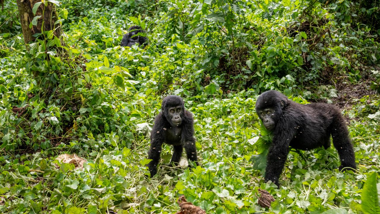 baby gorillas