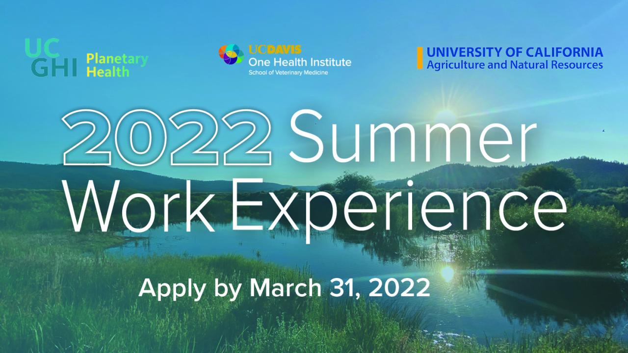 summer work experience 2022 flyer