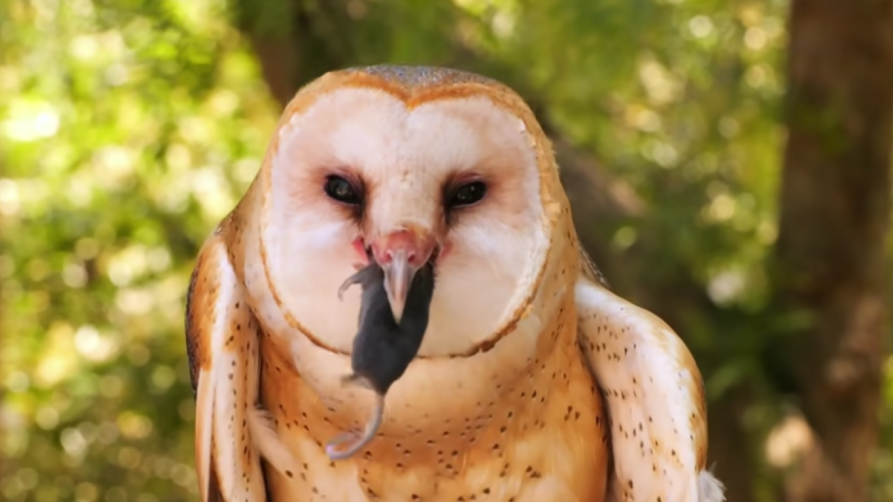 Ember the barn owl eating a mouse