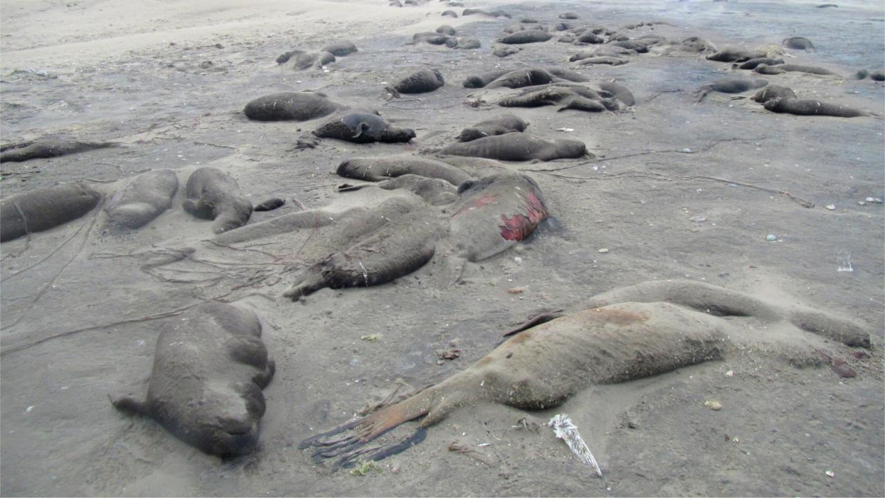 elephant seal mortality