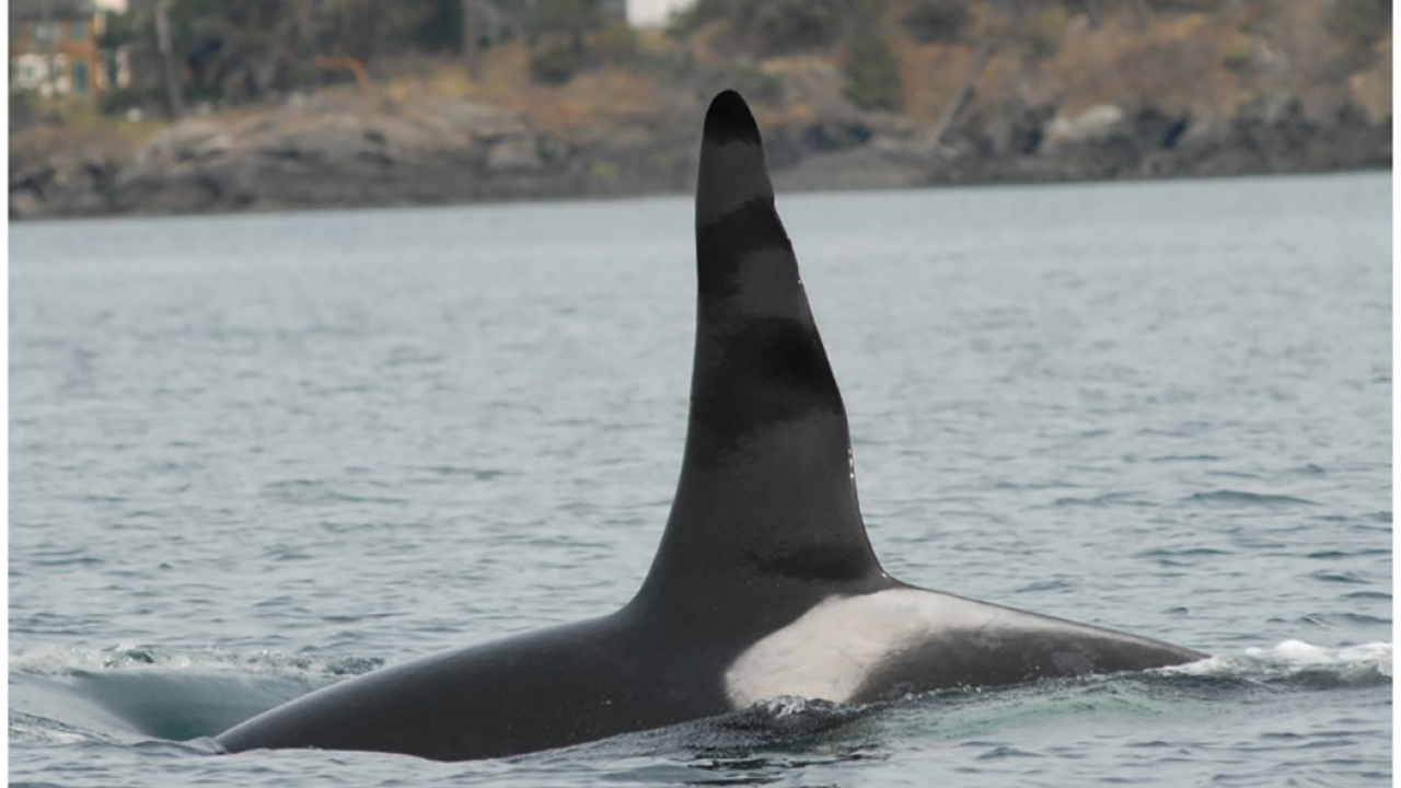 Southern resident killer whale dorsal fin