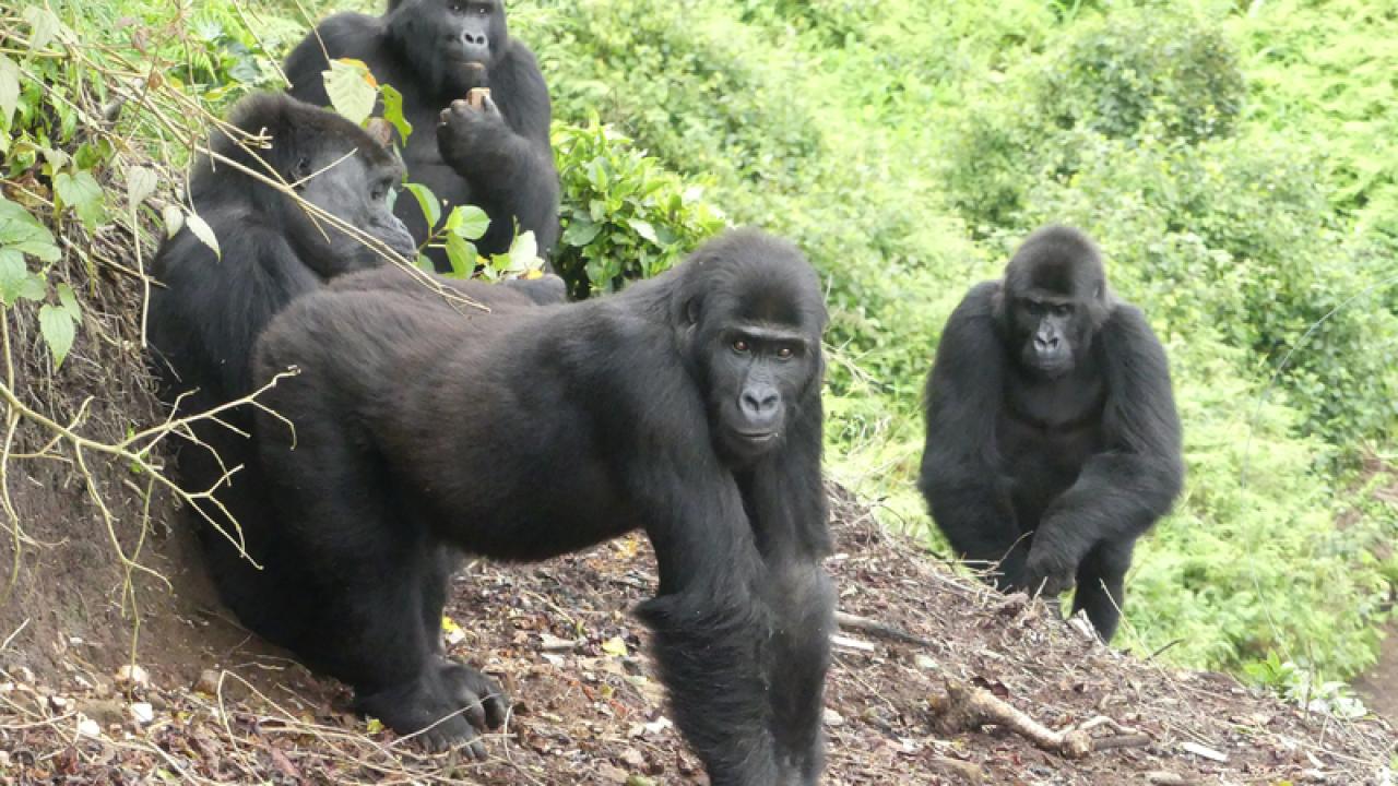 four grauer's gorilla orphans return to the wild as adults