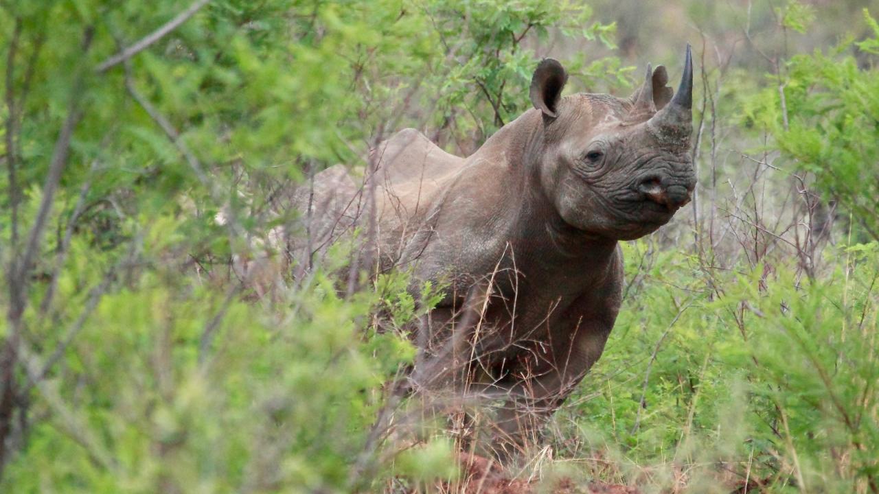 black rhinoceros