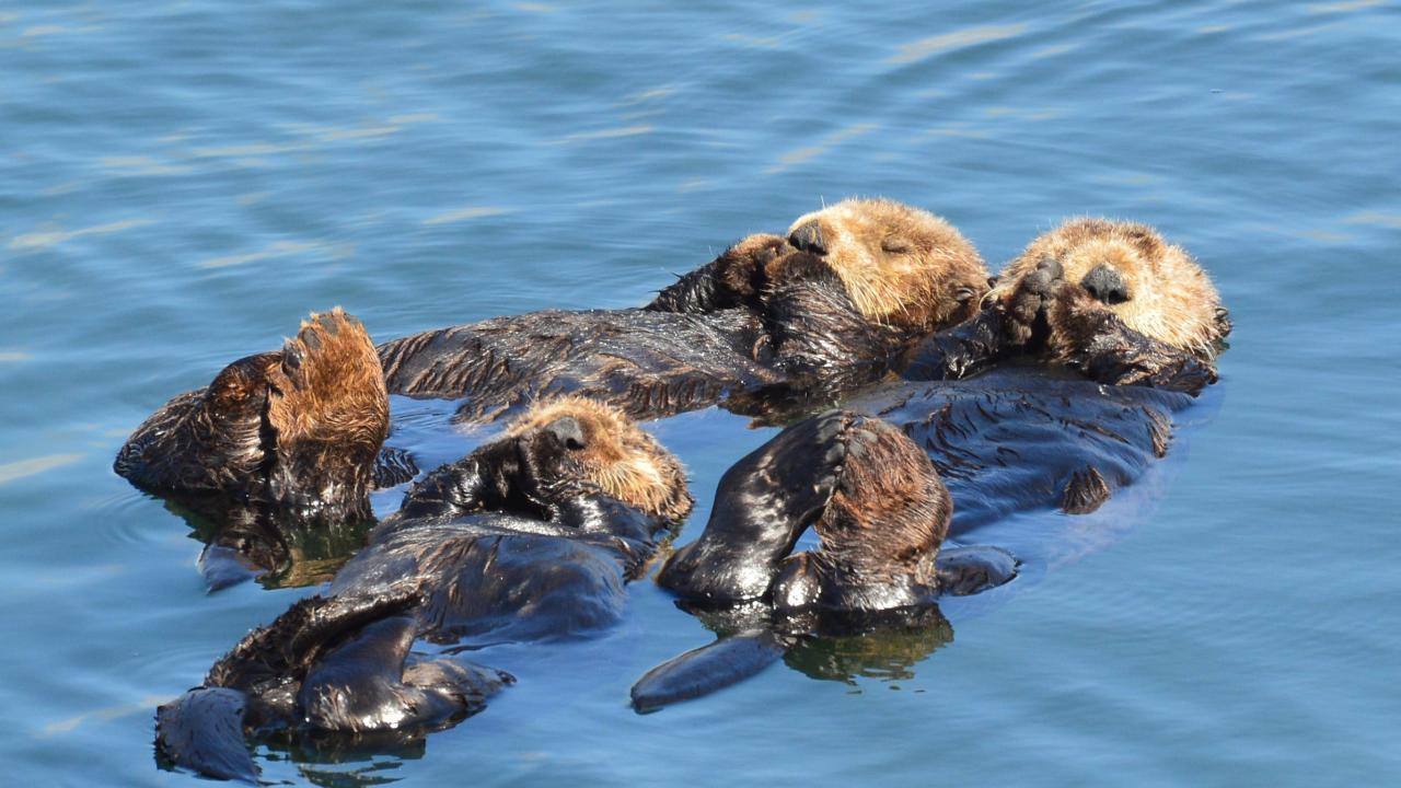 sea otter raft