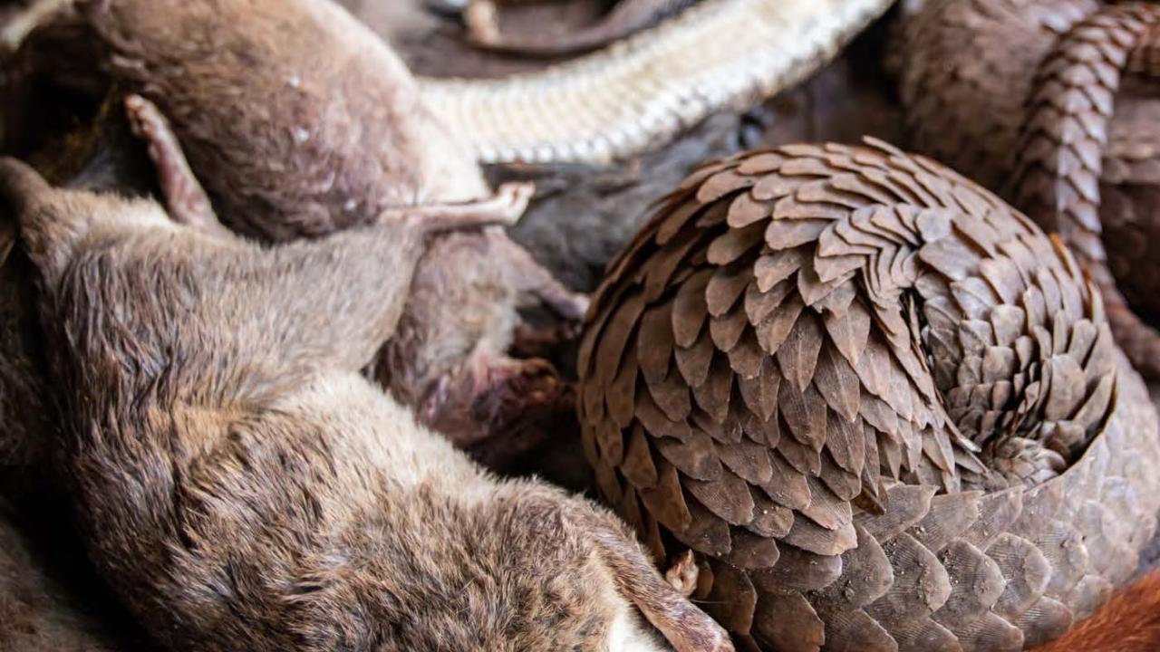 wildlife meat trade