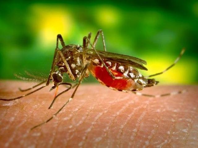 Aedes aegypti, mosquito