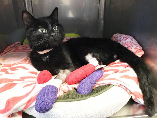 cat with burned paws
