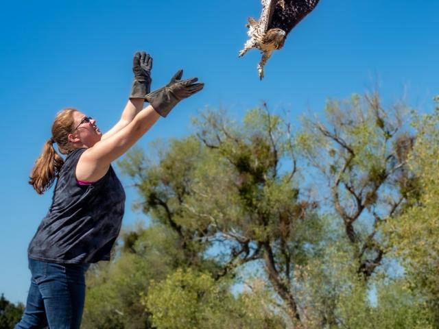 California Raptor Center bird release