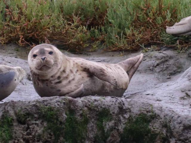 baby harbor seal and adult