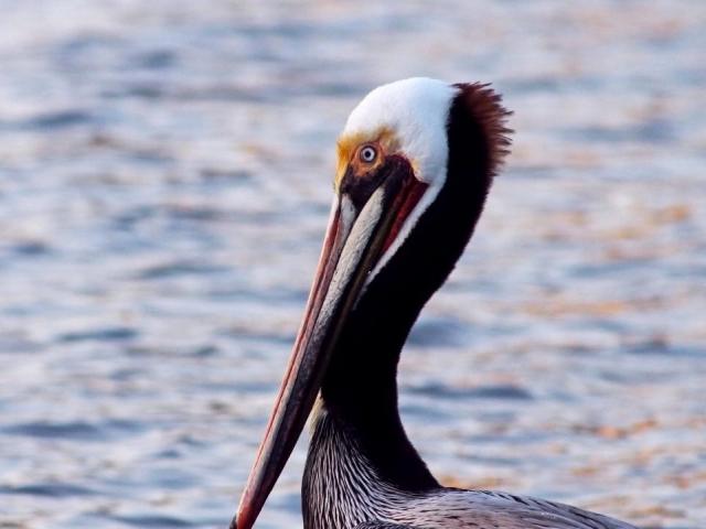 Brown Pelican