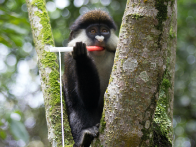 Guenon non-invasive sampling