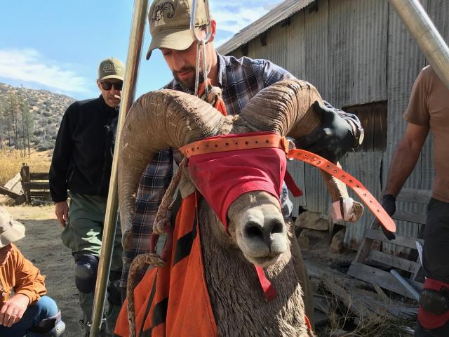 Donkey in orange rescue sling suspended by harness while people assist near a barn