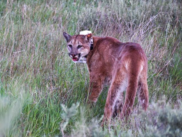 california mountain lion 
