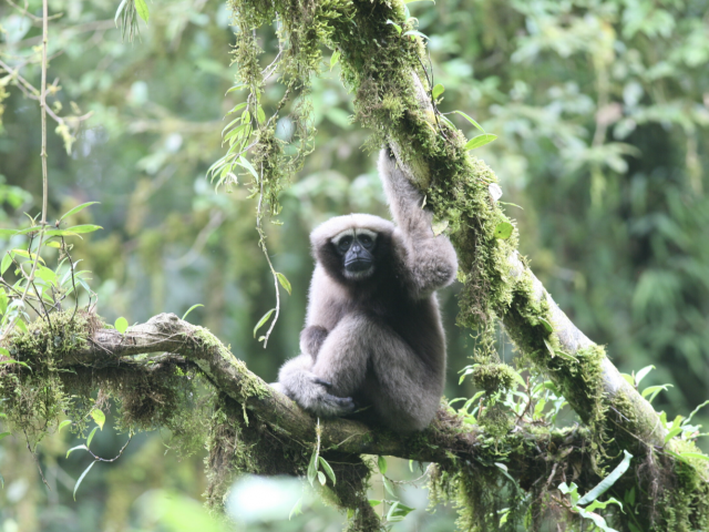 Skywalker hoolock gibbon in a tree.