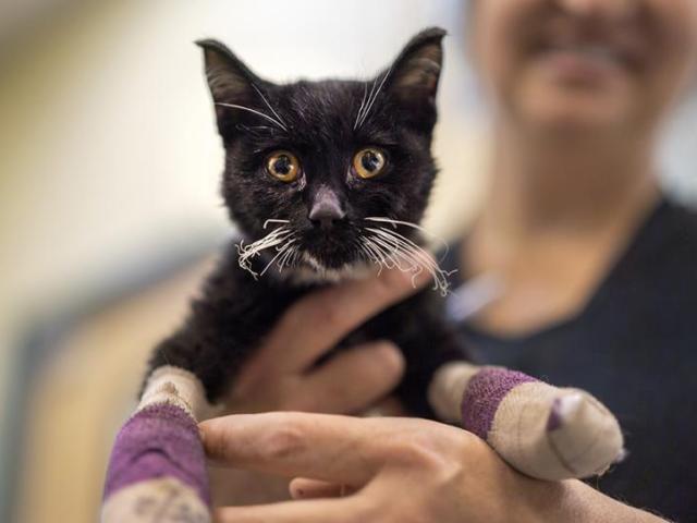 cat with burned whiskers