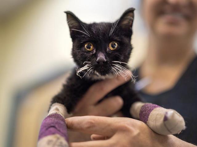 kitten with burned whiskers