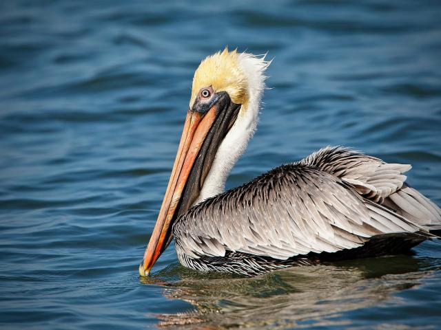 A pelican floating on water. 