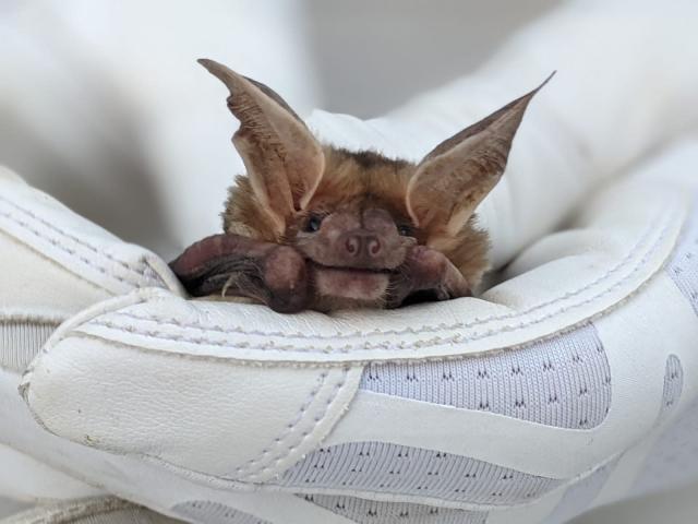 close up bat