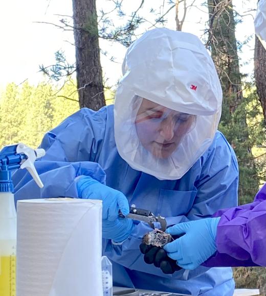 Brooke Genovese handling rodent for sampling