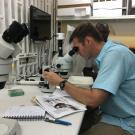 Brian Bird looking through a microscope