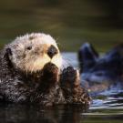 Sea otter