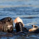 Otter eating a clam