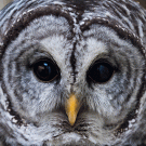 barred owl