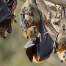 bats