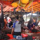 Bats hanging in Indonesian Market