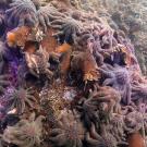 Sunflower sea stars