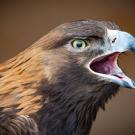 Fuzzy the golden eagle