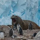 elephant seal surrounded by penguins