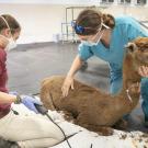 alpaca receives care after the LNU lightning complex fire