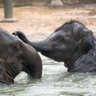 baby asian elephant