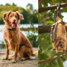 animal triptych