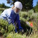 Brooke Genovese in PPE releasing rodents following processing