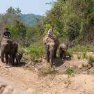 logging elephants in southeast asia