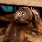 baby woolly monkey - via WCS