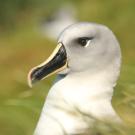 albatross